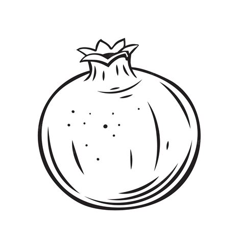 Pomegranate Line Drawing at Mark Lenhardt blog