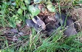 Image result for Baby Bunnies Nest