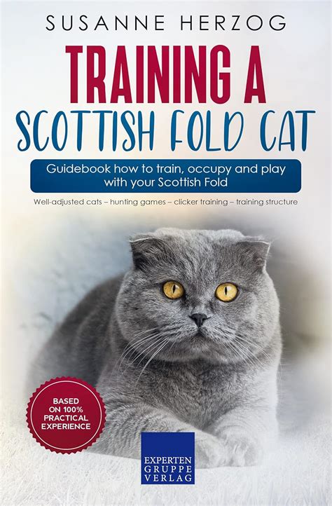 Training a Scottish Fold Cat – Guidebook how to train, occupy and play ...