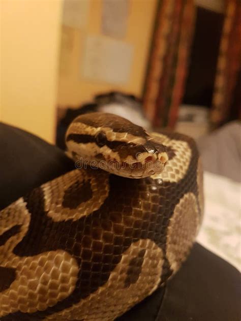 Image result for Royal Python Snake