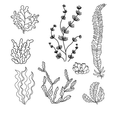 Seaweeds Clipart Black And White Flower