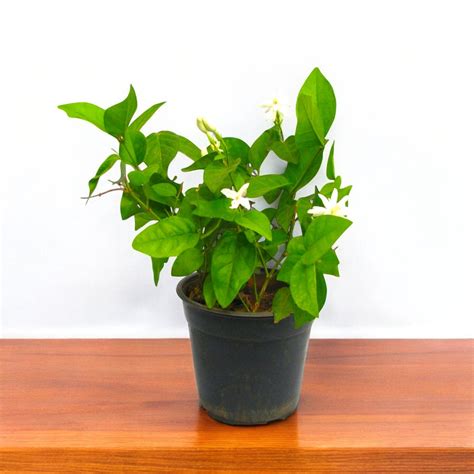 Buy mogra star plant online at best price from plantsguru