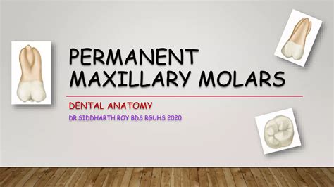 MAXILLARY MOLAR ANATOMY | PPT