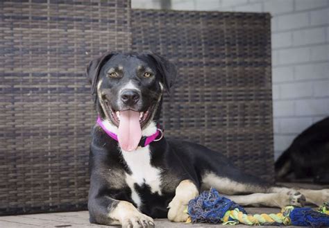 Safe Haven Animal Rescue Edmonton : DSC04036 (2) - SHARP | Safe Haven ...