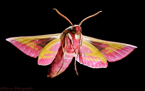 Elephant Hawk Moth photo WP05012