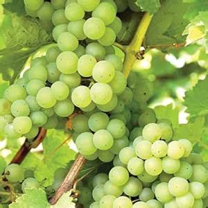 TAPOBON Grapes Green Variety Angoor Fruit (Air Layering/Grafted) Live ...