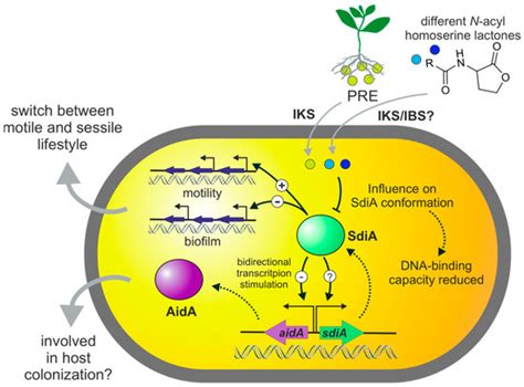 Interkingdom Signaling of the Insect Pathogen Photorhabdus luminescens ...
