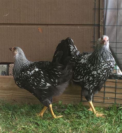 Silver Laced Wyandottes - 3 Months Old