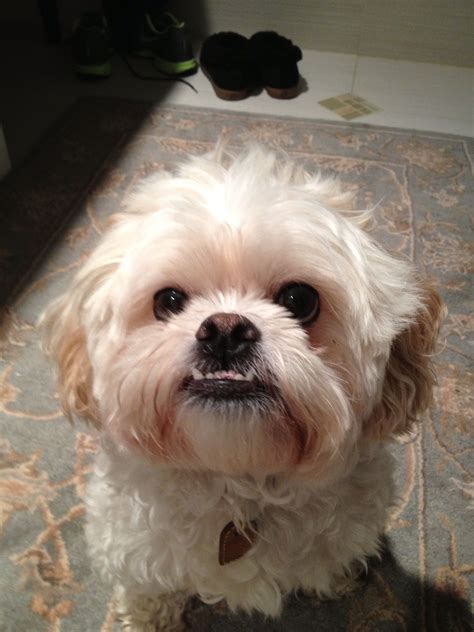 What Does It Mean If A Dog Has An Underbite