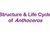 Structure and Life Cycle of Anthoceros - PPT, Science, Class X - Class