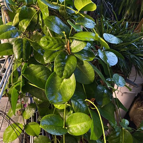 Hoya Hoya Hoyas 50+ Varieties Cuttings And Rooted for Sale in Halndle Bch, FL - OfferUp