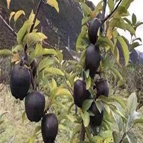 Sarika Nursery Red Apple Hybrid Plant HRMN99 | Apple plant for hot ...