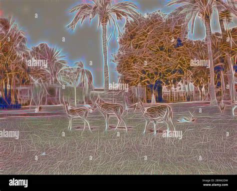 Sudan. Khartoum. Khartoum Zoo. Spotted deer and gazelles (Rusa axis ...