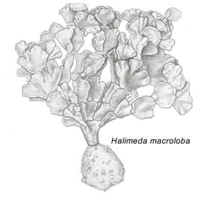 Halimeda macroloba