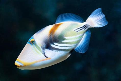 Do Oscar Fish Eat Snails 的图像结果