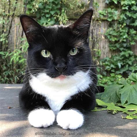 7 Pawsitively Fascinating Facts About Tuxedo Cats