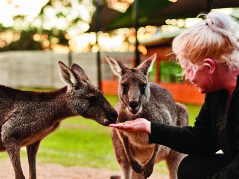 Where To See Kangaroos In Melbourne