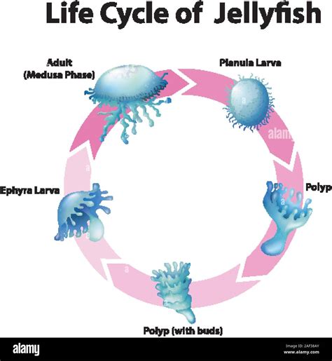 Life Cycle Of Jellyfish From Eggs To Larva Polyp Strobila