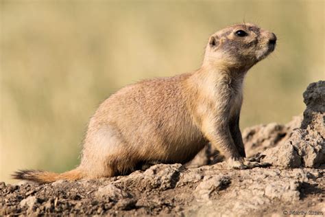 Image result for Domesticated Prairie Dogs