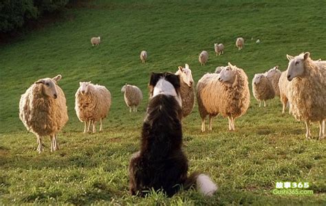 背景中的牧羊犬和羊群高清摄影大图-千库网