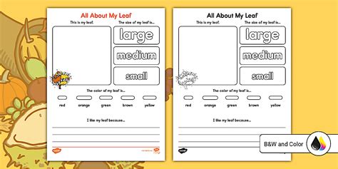 All About My Leaf Worksheet - Twinkl