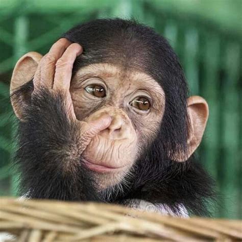 Image result for Monkey Using Computer Meme