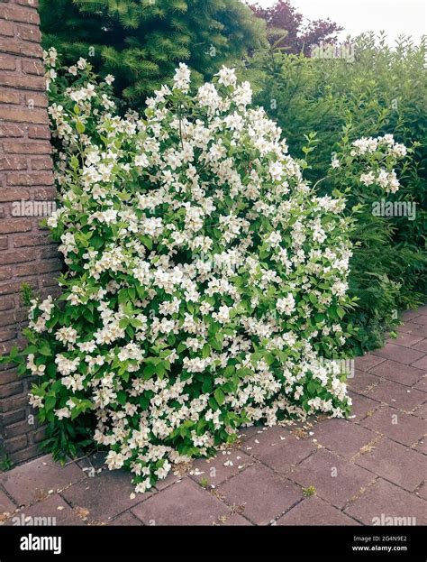 Jasmine shrub hi-res stock photography and images - Alamy