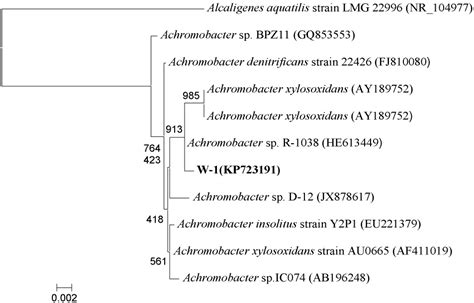 Biodegradation of di-n-Butyl Phthalate by Achromobacter sp. Isolated ...