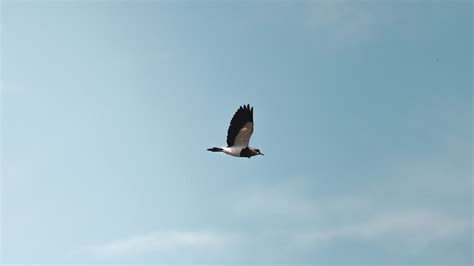 Download wallpaper 2560x1440 bird, flight, wings, minimalism widescreen ...
