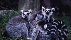 Lemurs wallpapers hd, desktop backgrounds, images and pictures