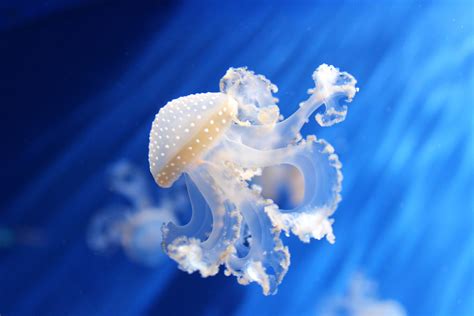 Image result for Jellyfish Tutorial C4d
