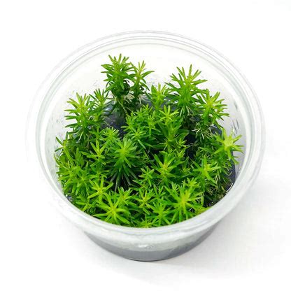 TC-Pogostemon Erectus | ADA IC405 – Veda Aquarium