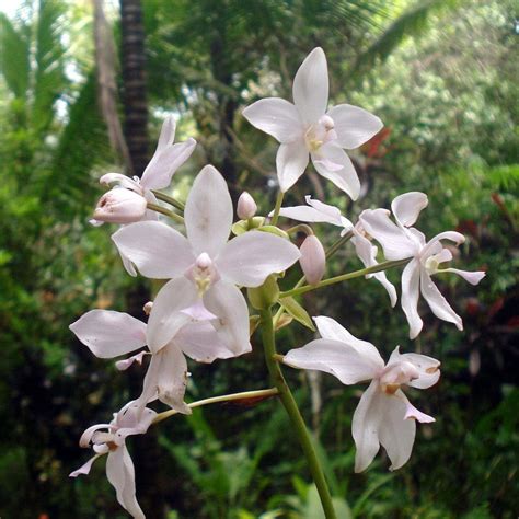 Spathoglottis plicata White Ground Orchid Live Plant | Outdoor ...