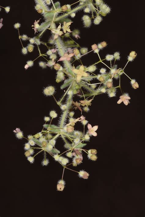 Galium canum Req. ex DC. | Plants of the World Online | Kew Science