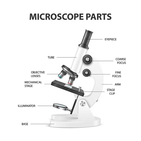 Premium Vector | Microscope parts structure anatomy vector 3d realistic ...