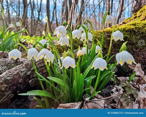 Image result for Spring Snowflake Bells