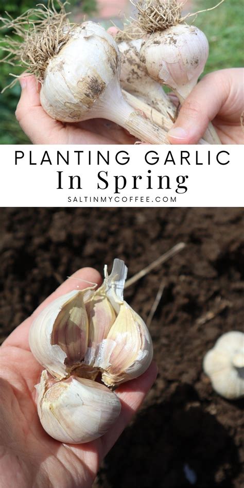 Image result for Planting Spring Garlic