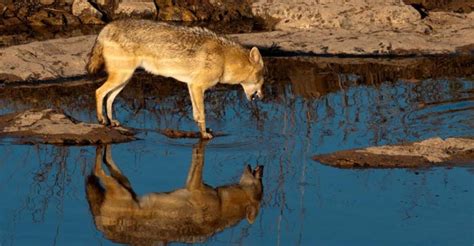 Image result for Methods of Animal Behavior Overview