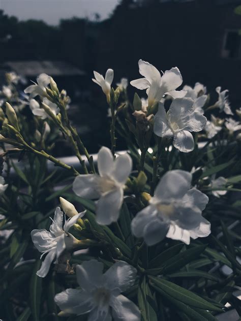 White Oleander Flowers in 2025 | White oleander, Oleander plants, Oleander