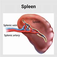 Image result for spleen