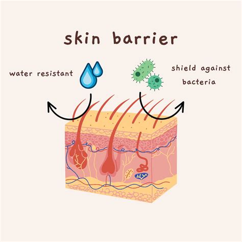 What Happens When The Skin Barrier Is Damaged? | Kinnu