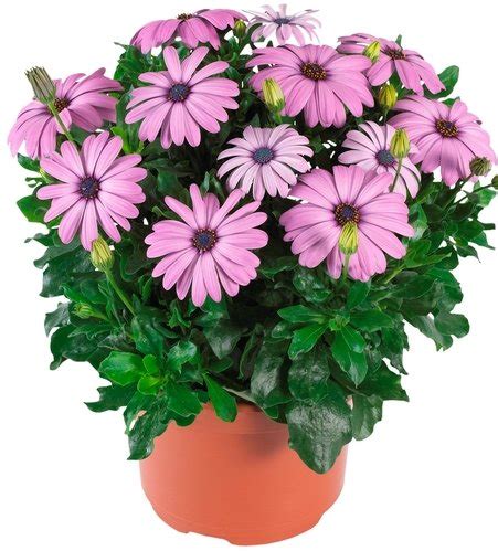 Creative Farmer Flower Seeds : Dimorphotheca Garden Seeds For Flower ...