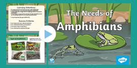 What is an amphibian? Amphibian characteristics and other Interesting ...