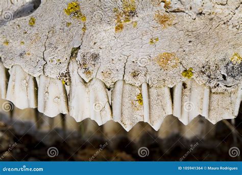 Jaw with teeth of sheep stock photo. Image of hunting - 105941364