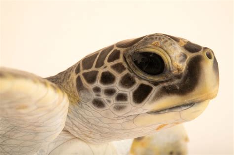 Endangered Green Sea Turtle (Chelonia mydas agassizi) - Joel Sartore