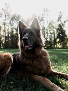 Download wallpaper 240x320 german shepherd, dog, tongue protruding, pet ...