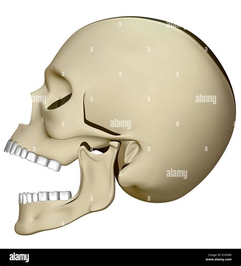 Human Skull Side View Mouth Open Human Skull Profile Sticker For Sale