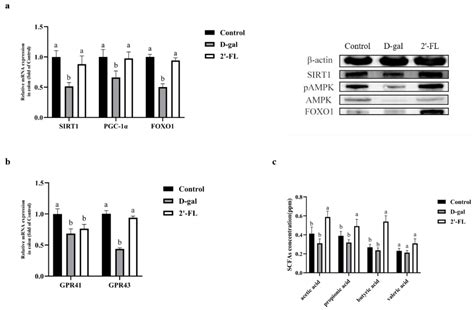 2′-Fucosyllactose Ameliorates Oxidative Stress Damage in d-Galactose ...