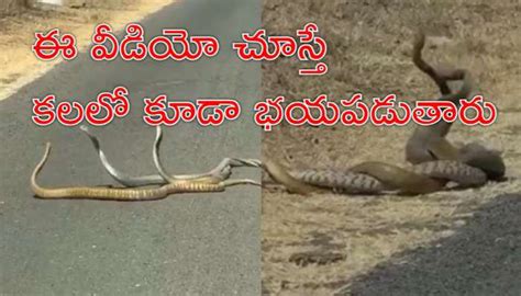 Snakes Dance: బుసలు కొడుతూ పాముల సయ్యాట.. బెంబేలెత్తిన ప్రయాణికులు