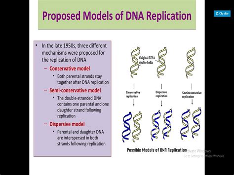 DNA Replication Process Model 的图像结果